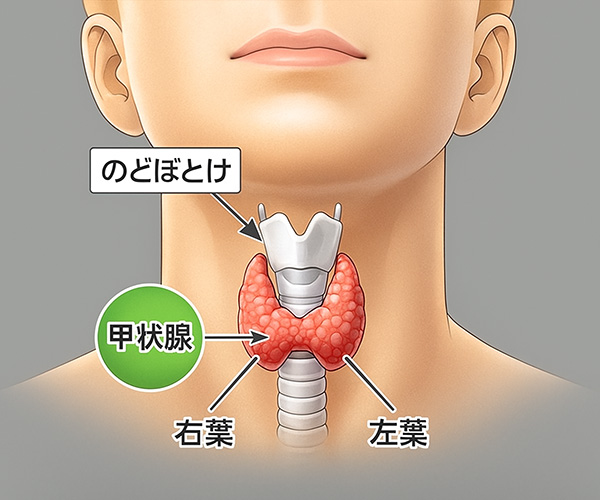 甲状腺模式図